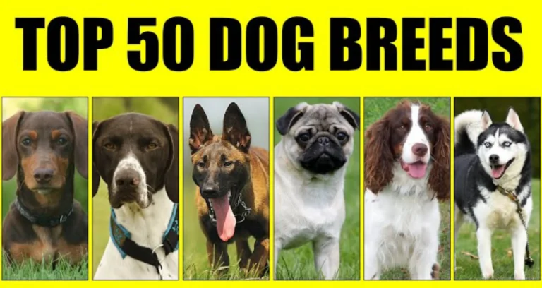 50 Popular Dog Breeds | Complete Overview 10 50 Popular Dog Breeds