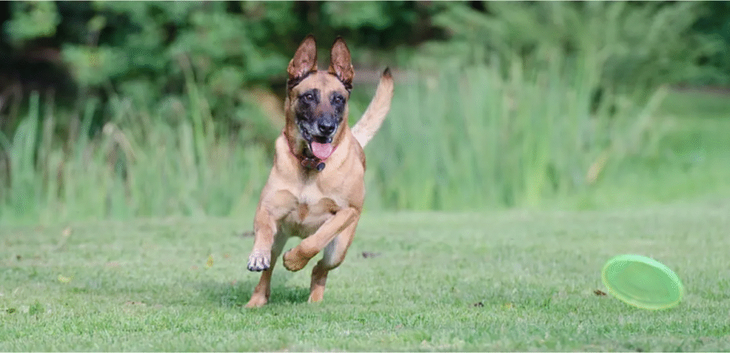 Belgian Malinois | The Intelligent & Agile Working Dog Breed 1 Belgian Malinois