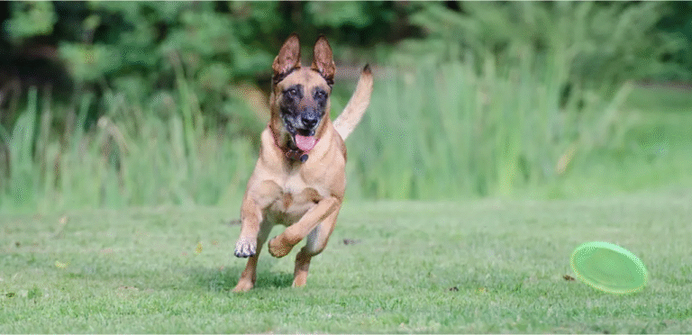 Belgian Malinois | The Intelligent & Agile Working Dog Breed 4 Belgian Malinois