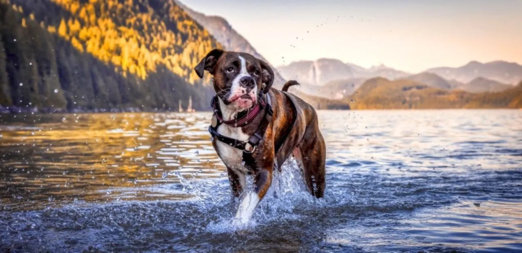 Boxer | A Playful & Energetic Family Dog Breed 2 Boxer