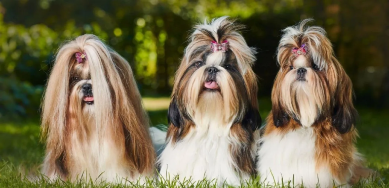 The Shih Tzu  | A Charming & Affectionate Dog Breed 2 Shih Tzu