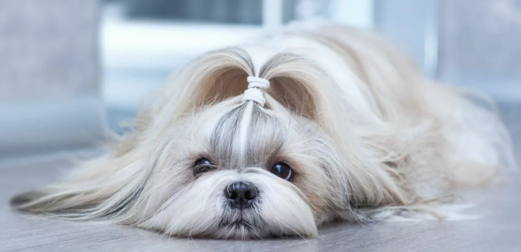 The Shih Tzu | A Charming & Affectionate Dog Breed 1 Shih Tzu