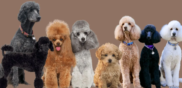 The Poodle | A Versatile & Intelligent Dog Breed 9 Poodles