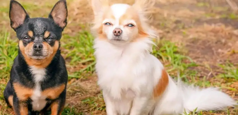 Chihuahua | The Tiniest Dog Breed 10 Chihuahua
