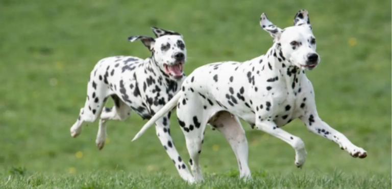 Dalmatian | The Spotted Beauty & Playful Family Dog Breed 1 Dalmatian