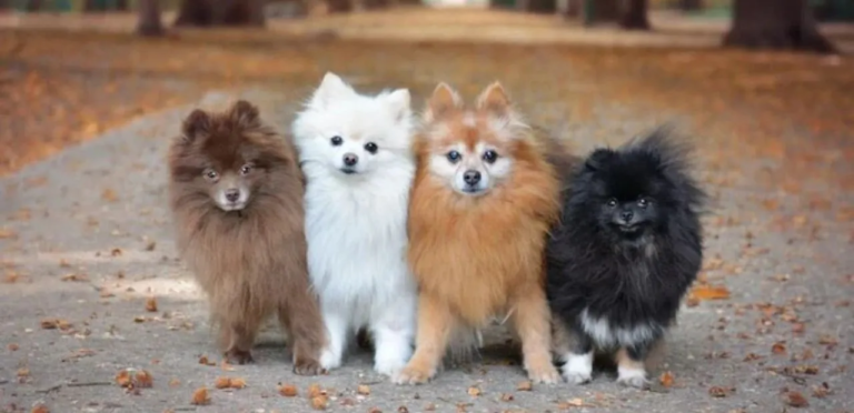 Pomeranian | The Adorable & Spirited Toy Dog Breed 4 Pomeranian