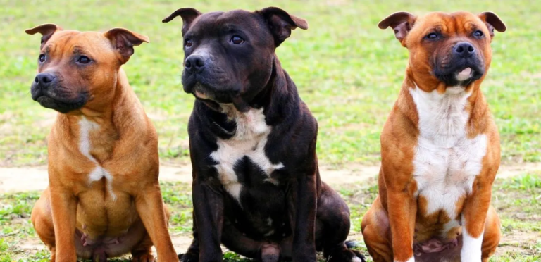 Staffordshire Bull Terrier | The Clever & Brave Dog Breed 3 Staffordshire Bull Terrier