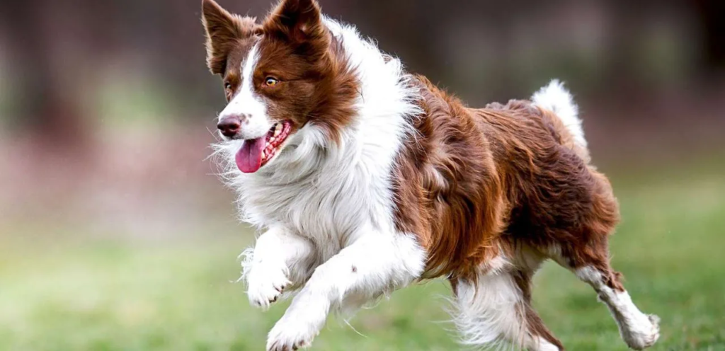 Border Collie | The Intelligent Dog Breed for Herding Tasks 2 image 36