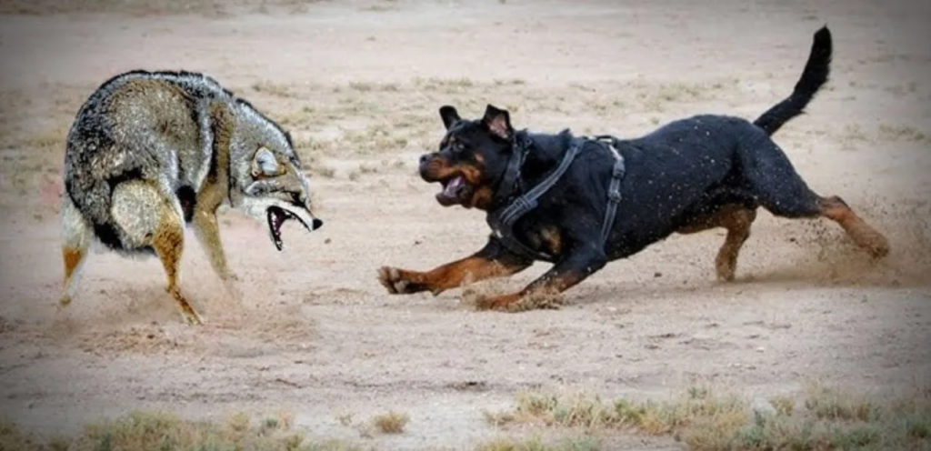 Rottweiler | The Loyal & Fearless Protector Dog Breed 2 Rottweiler
