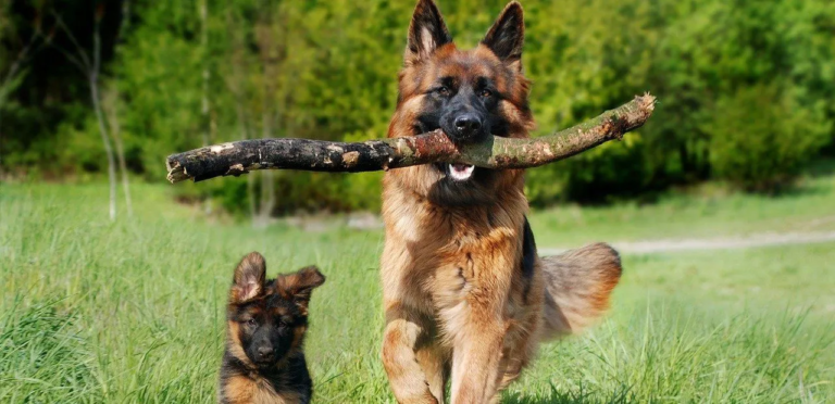 German Shepherd | A Loyal & Intelligent Dog Breed 7 German Shepherd