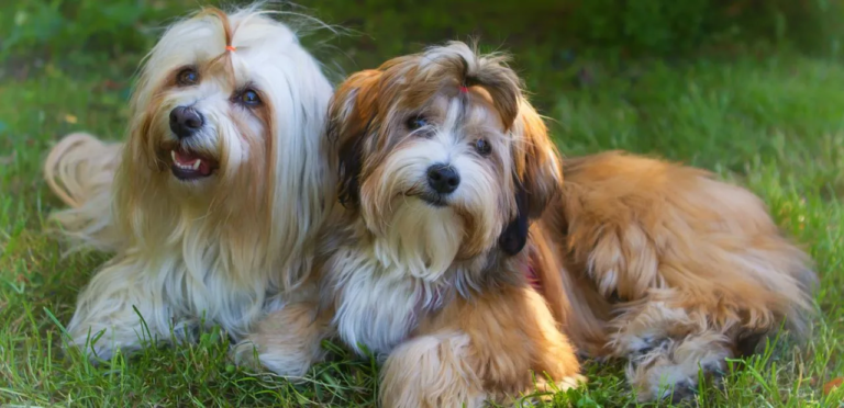 Havanese | The Friendly & Playful Dog Breed 3 Havanese