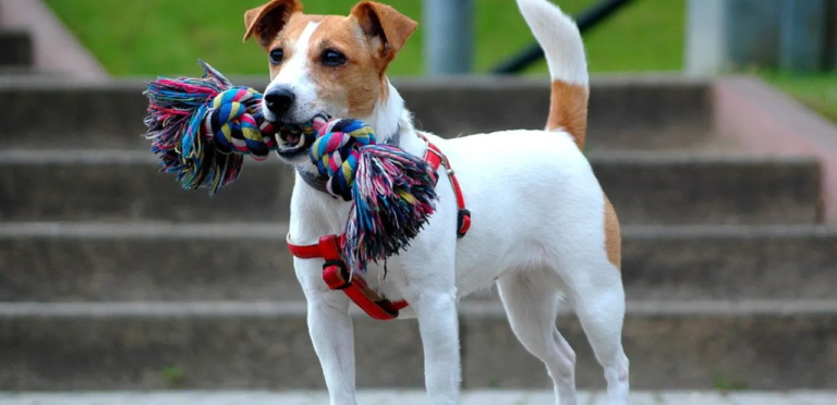 Jack Russell Terrier | The Energetic & Spirited Dog Breed 8 Jack Russell Terrier