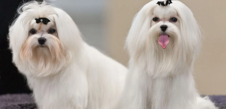 Maltese Dog | The Charming & Spirited Dog Breed 10 The Maltese