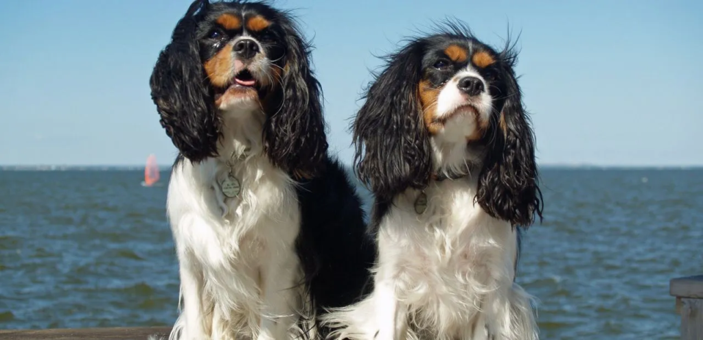 Cavalier King Charles Spaniel | The Elegant Dog Breed 2 image 46