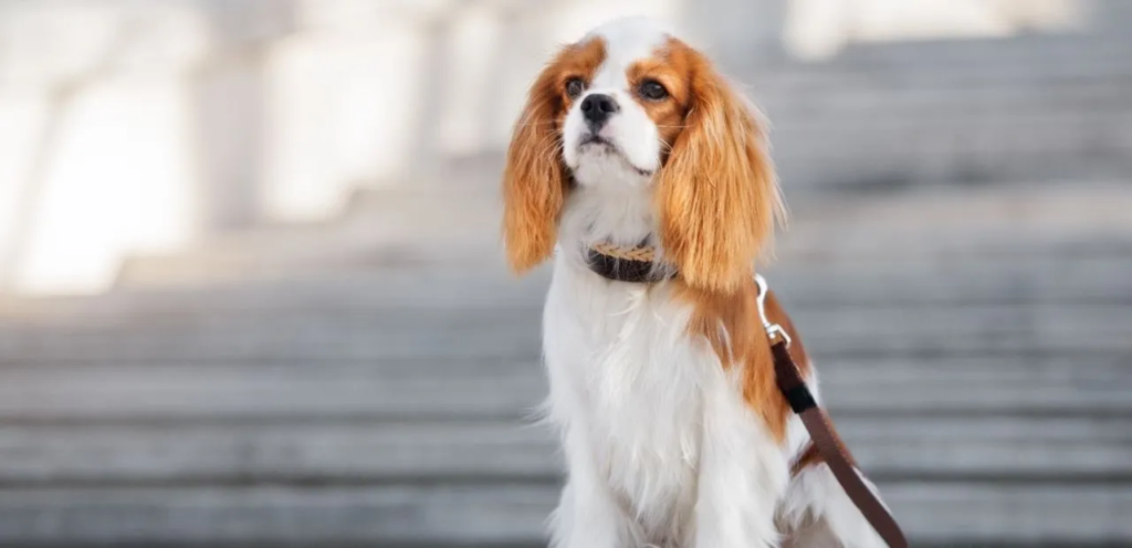 Cavalier King Charles Spaniel | The Elegant Dog Breed 1 Cavalier King Charles Spaniel