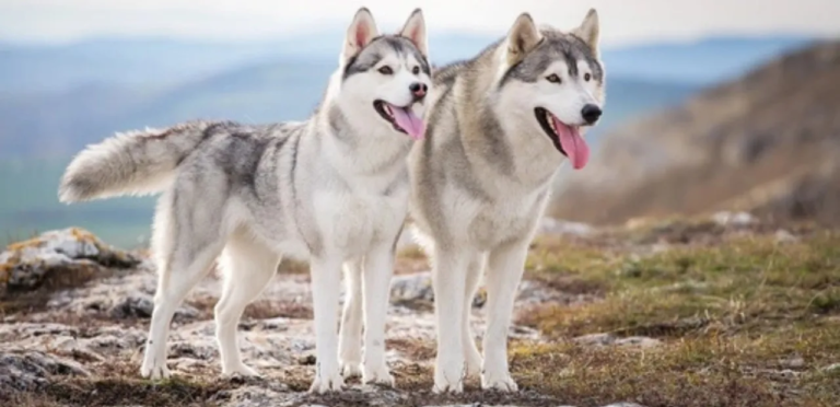 Siberian Husky | The Energetic & Majestic Working Dog Breed 7 Siberian Husky