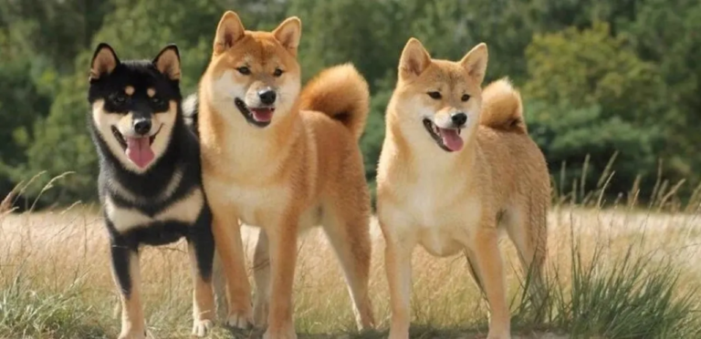 Shiba Inu | The Independent & Spirited Dog Breed 4 Shiba Inu