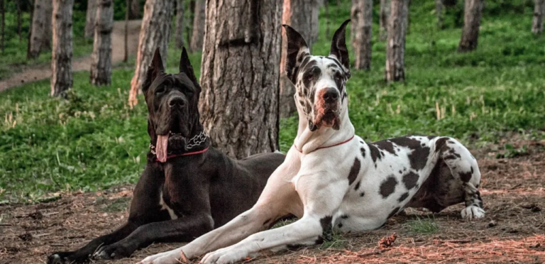 Great Dane | The Gentle Giant Dog Breed 5 Great Dane