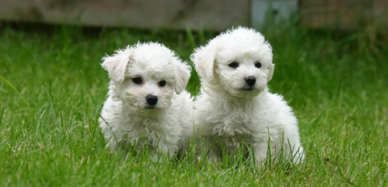 Bichon Frise | The Charming & Playful Dog Breed 1 Bichon Frise