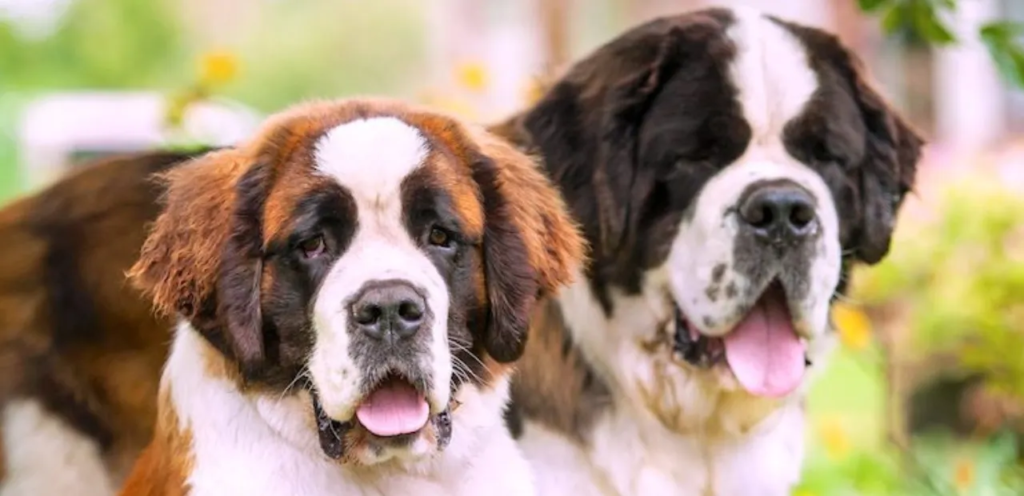 Saint Bernard | The Majestic & Gentle Rescue Hero Dog Breed 2 image 56