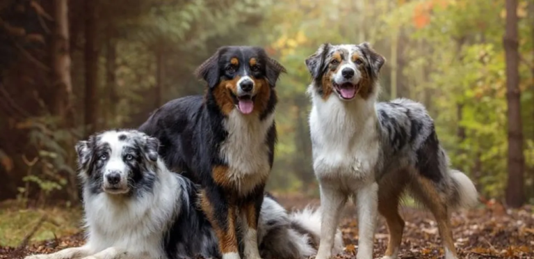 Australian Shepherd | The Energetic Herding Dog Breed 6 Australian Shepherd