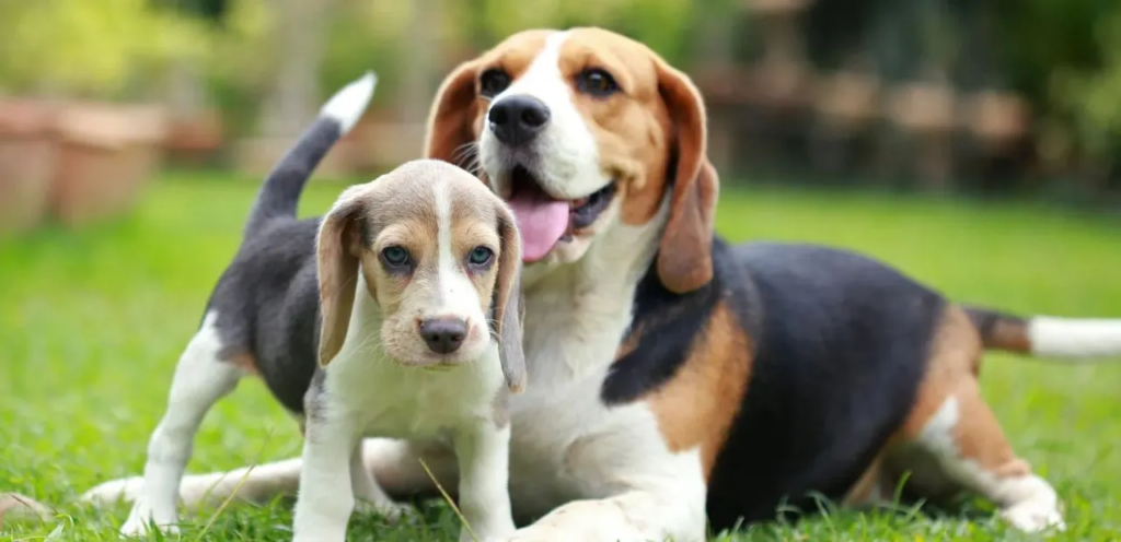 Beagle | A Friendly & Curious Dog Breed 2 image 6