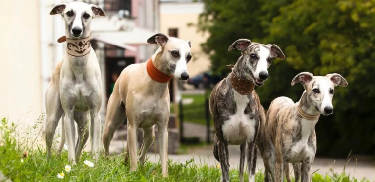 Whippet | The Swift & Graceful Companion Dog Breed 7 Whippets