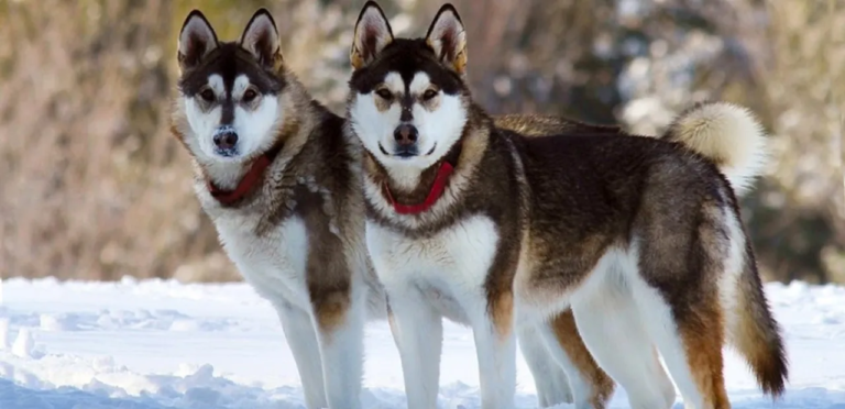 Alaskan Malamute | The Majestic & Strong Dog Breed 8 Alaskan Malamute