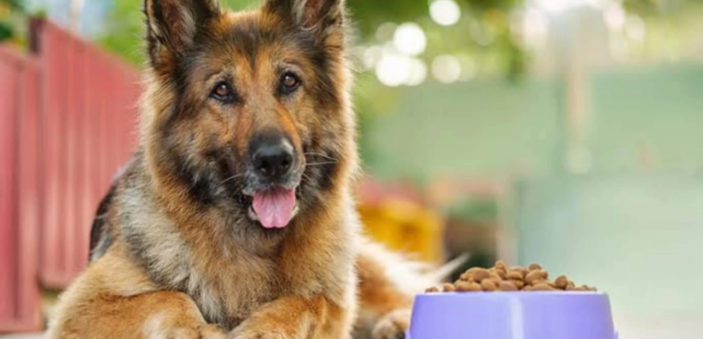 How to Care for a German Shepherd 1 German Shepherd Care Guides