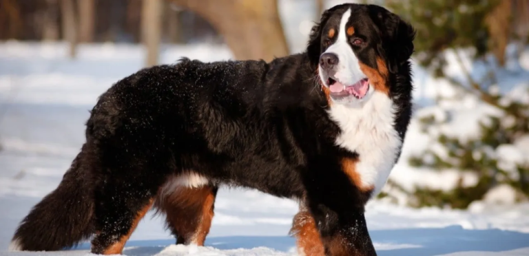 Bernese Mountain Dog | The Loyal & Gentle Giant Dog Breed 9 Bernese Mountain Dog Breed