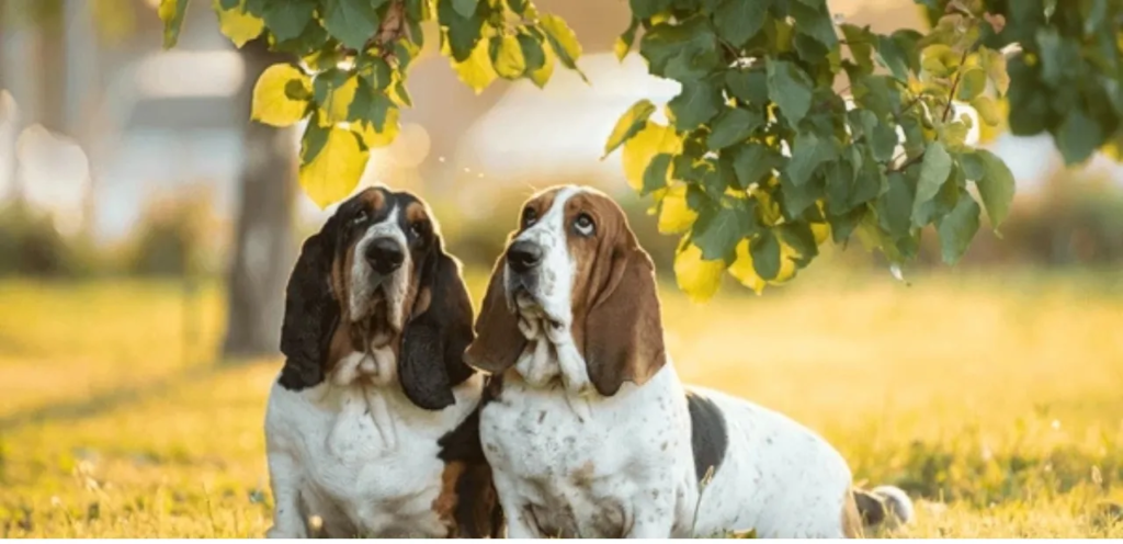 Basset Hound | The Loyal, & Lovable Dog Breed 2 image 76
