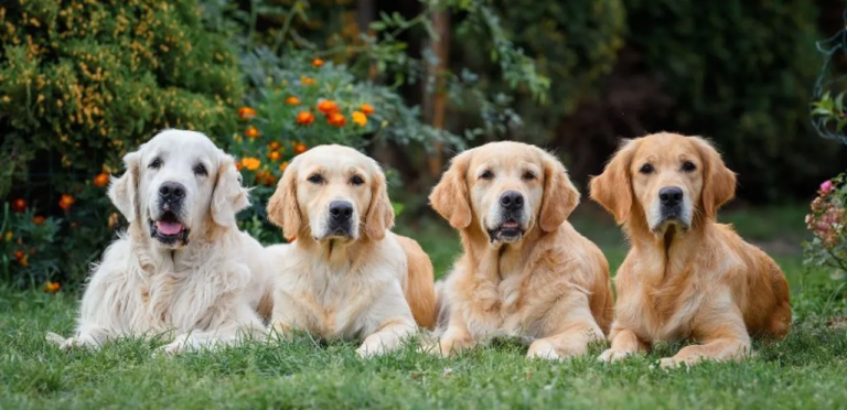Golden Retriever | A Friendly & Loyal Dog Breed 9 Golden Retriever