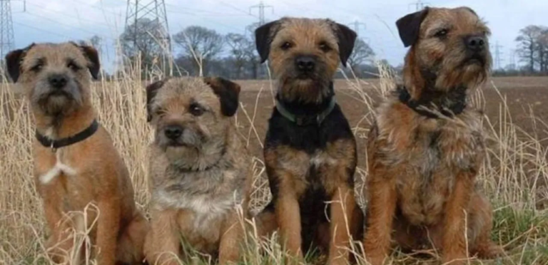 Border Terriers | The Energetic & Affectionate Dog Breed 5 Border Terriers