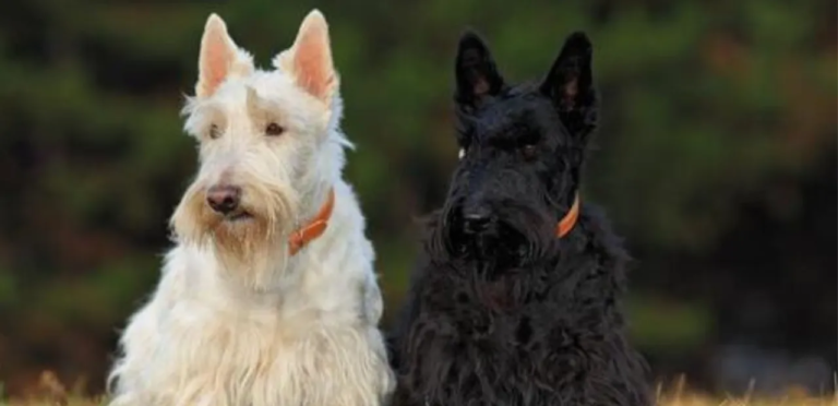 Scottish Terrier | The Brave & Independent Dog Breed 1 Scottish Terriers