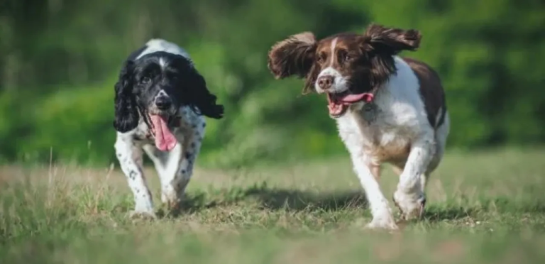 English Springer Spaniel | The Energetic & Loyal Dog Breed 2 English Springer Spaniels