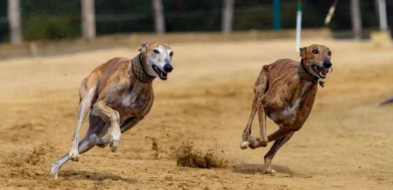 Greyhound | The Fast, Elegant & Gentle Dog Breed 3 Greyhounds