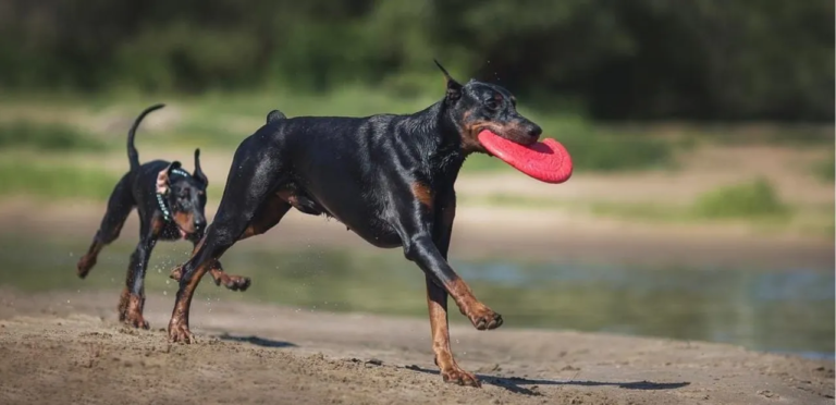 Doberman Pinscher | The Loyal, Alert & Protective Dog Breed 4 Doberman Pinscher