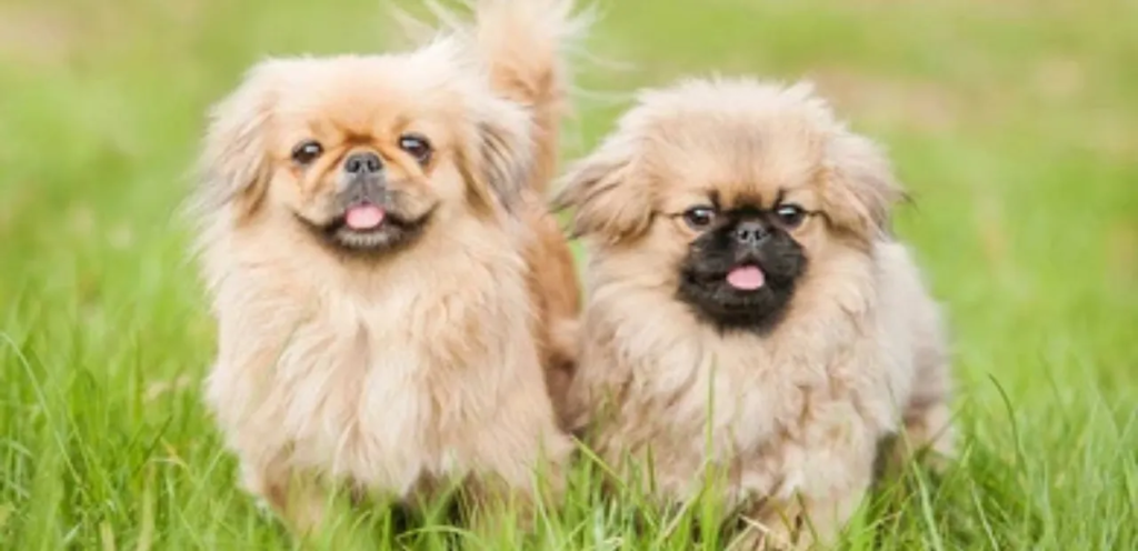Pekingese | The Charming & Regal Companion Dog Breed 2 Pekingese