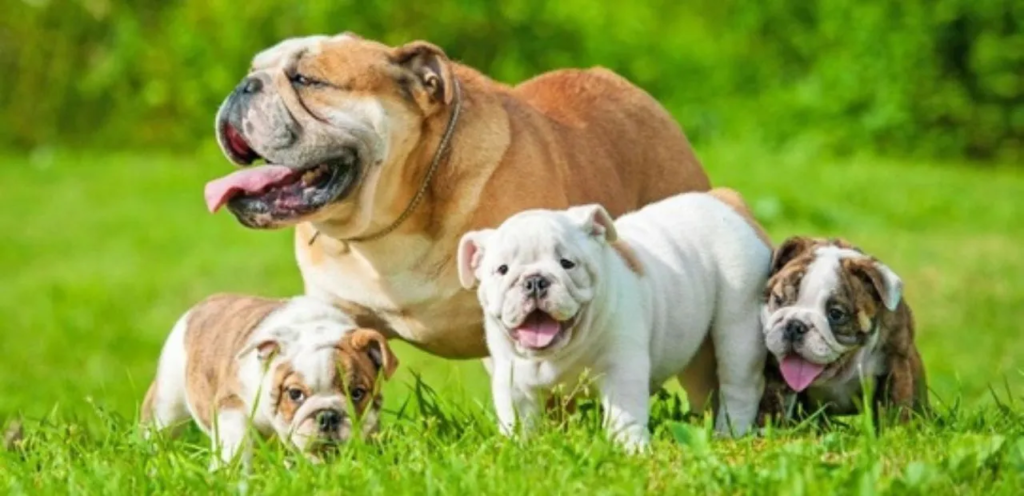 Bulldog | A Calm & Loyal Dog Breed 1 image 9