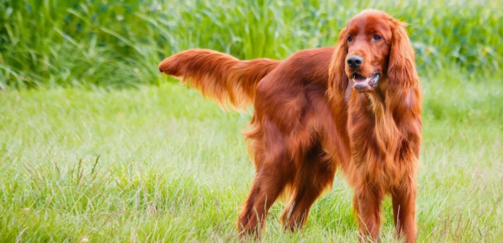 Irish Setter | A Friendly & Elegant Companion Dog Breed 1 image 90