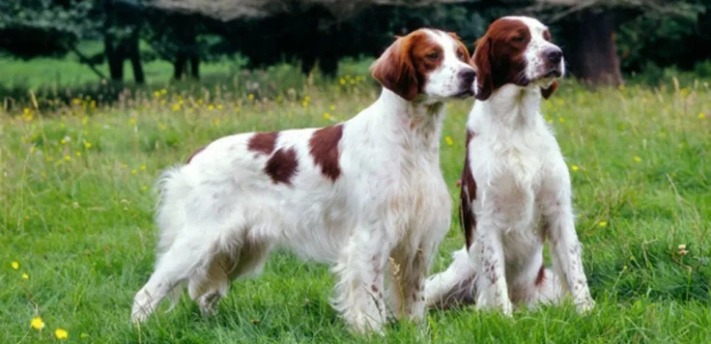 Irish Setter | A Friendly & Elegant Companion Dog Breed 2 Irish Setters