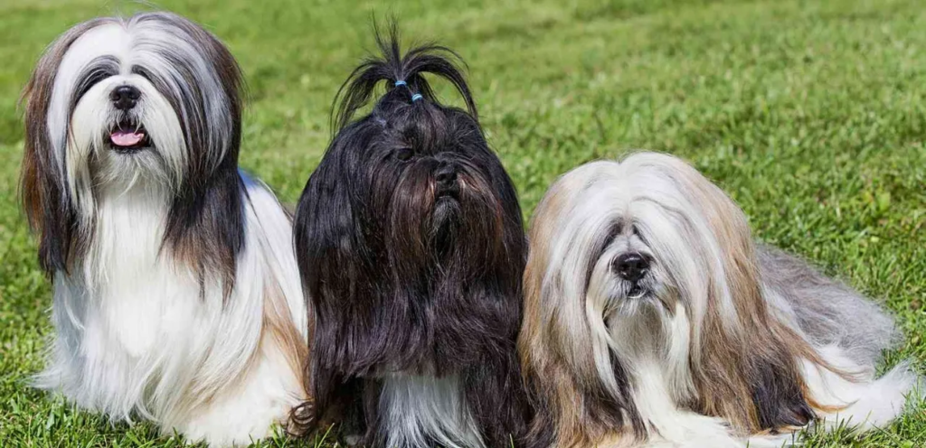 Lhasa Apso | The Loyal & Independent Dog Breed 2 image 92