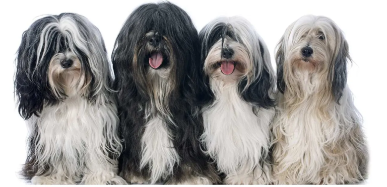Tibetan Terrier | The Affectionate & Intelligent Dog Breed 10 Tibetan Terrier