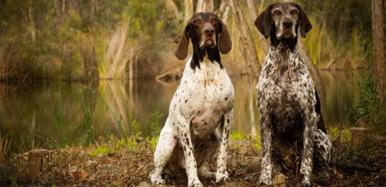 German Shorthaired Pointer | A Versatile Hunter Dog Breed 9 German Shorthaired Pointer