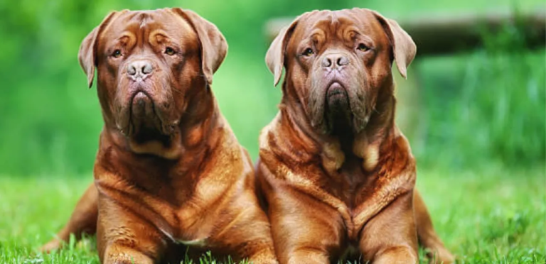 Mastiff | The Gentle Giant with a Heart of Gold Dog Breed 8 Mastiffs