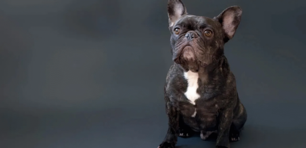 Brindle French Bulldog | The Unique & Loyal Dog Breed 1 image 10
