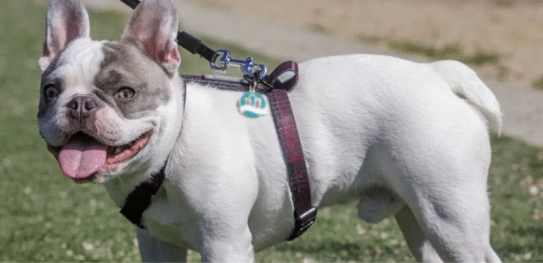 Pied French Bulldog | The Playful & Adorable Dog Breed 1 Pied French Bulldog