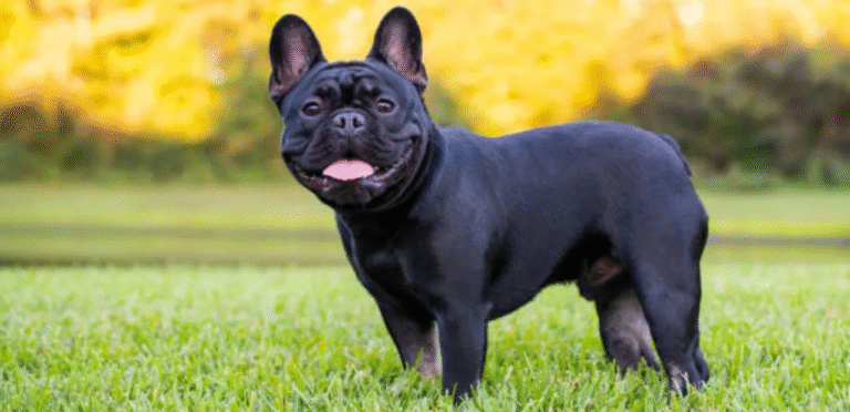 Black French Bulldog | The Brave & Lovable Dog Breed 10 Black French Bulldog