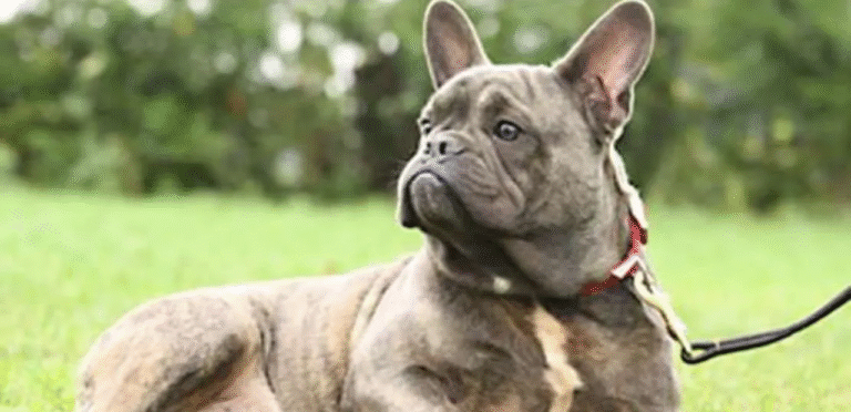 Tiger Dog French Bulldog | The Stylish & Playful Dog Breed 2 Tiger Dog French Bulldog