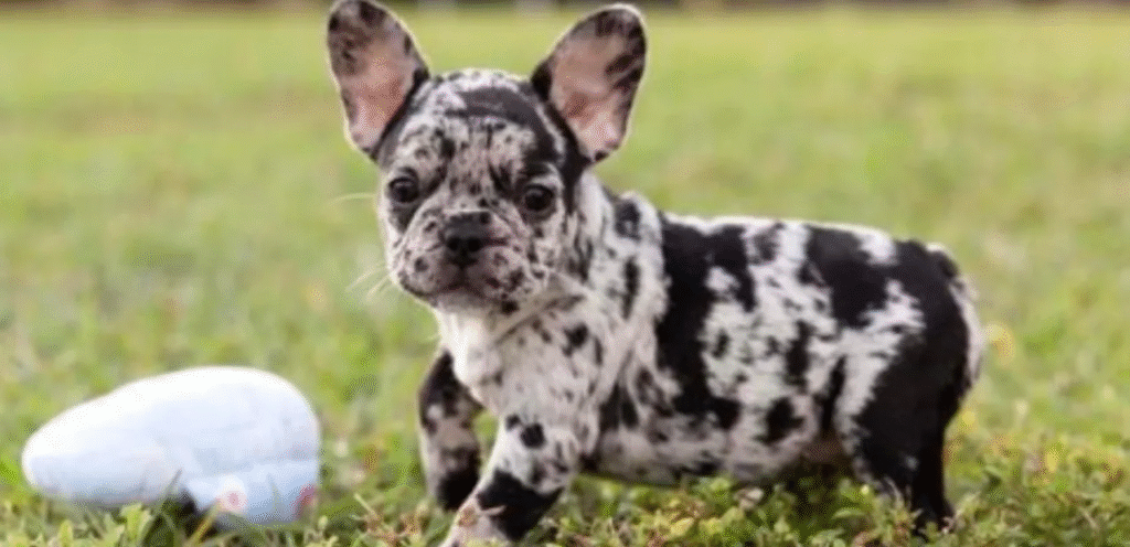 Harlequin French Bulldog | The Unique & pretty Dog Breed 1 image 18